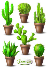 Set of different cacti in pots without flowers. Cactus collection. Vector illustration.