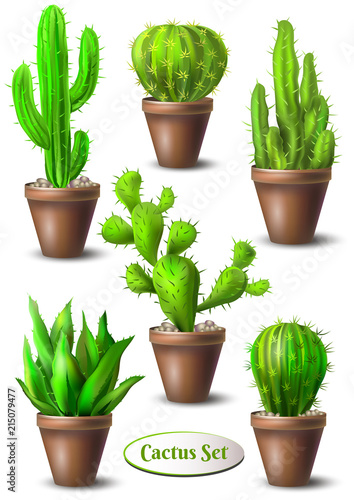 set of different cacti in pots without flowers cactus collection