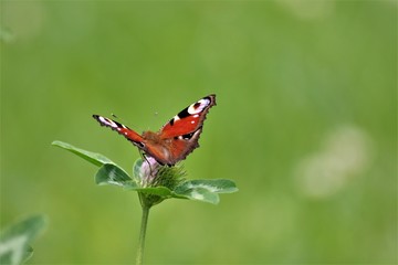 butterfly