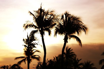 Fototapeta na wymiar Silhouette of Palm coconut tree sunset sky beautiful view landscape blur background