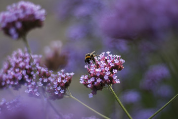 Obraz premium violet verbena flower in garden