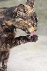 Senior tortoiseshell cat licking paw with eyes closed
