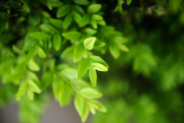 Fototapeta na wymiar green fresh leaf