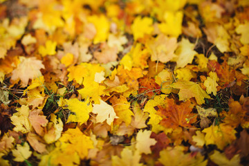 Naklejka na ściany i meble colorful autumn background.