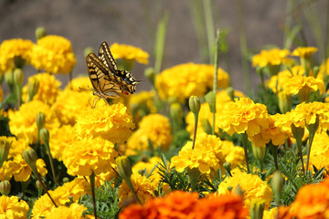 Yellow and black butterfly on yellow carnation flower