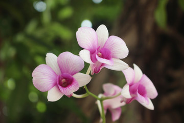 Macro of beautiful pink orchids in full bloom