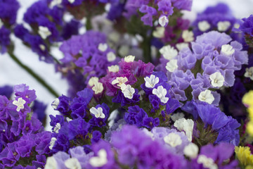 Fototapeta na wymiar Closeup of blooming sea lavender flowers