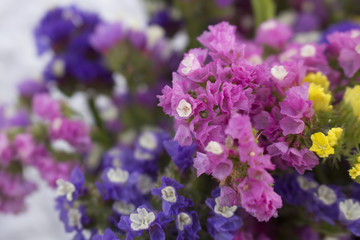 Macro of pink limonium (statice) flowers surrounded by other colors