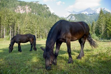 Obraz premium black horse on a green pasture