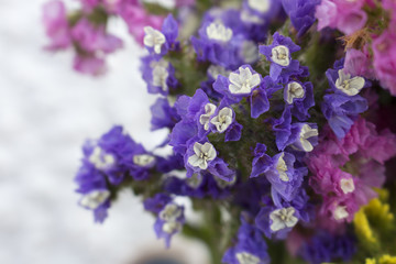 Fototapeta na wymiar Macro of blooming purple statice flowers (also known as sea lavender)