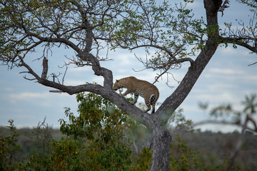 Leopard moving in a tree