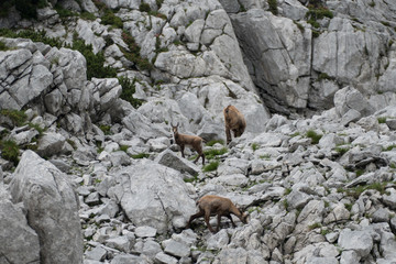 wild chamois in the rocks under grosser priel