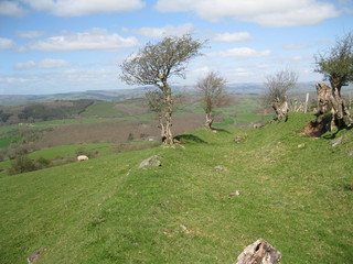 Sheep along Grass Footpath