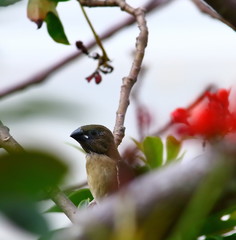small bird on tree in fresh natural