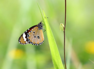 close up beautiful butterfly in fresh nature