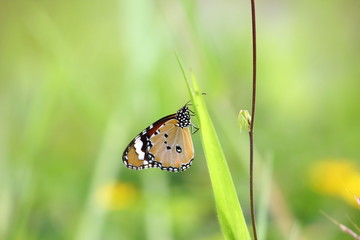 close up beautiful butterfly in fresh natural