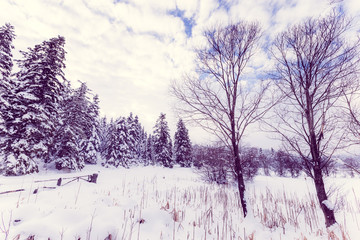 Winter landscape view with pine forest