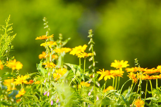 Spring or summer background with beautiful yellow flowers. The concept of a blurred background of bright green plants. Selective focus. Horizontal image.