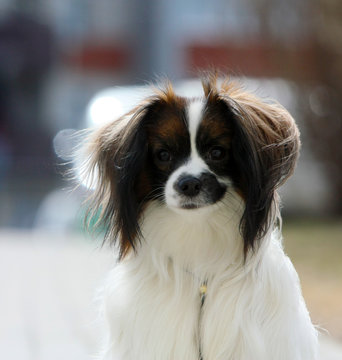 Portrait of a falen close-up. A dog with hanging ears on a blurred background. Cute puppy posing outdoors. Continental Toy Spaniel. Vertical image. 