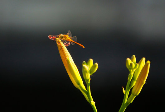A dragonfly close-up sits on a green bud. The insect is posing on a flower. Blurred black background. Free space for text. Horizontal image. Selective focus.