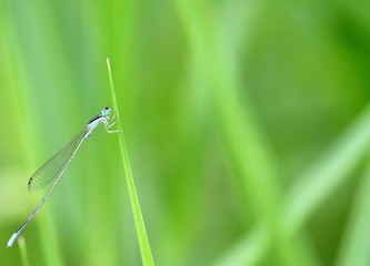 close up beautiful dragonfly in fresh nature