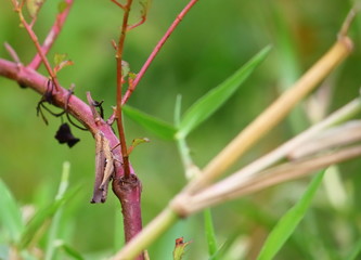 beautiful young grasshopper in fresh natural