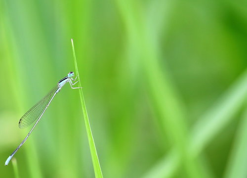 close up beautiful dragonfly in fresh nature