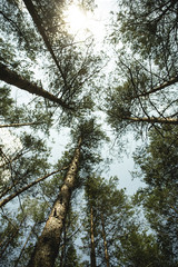 A view from the bottom to the crowns of forest trees and sky. Wallpaper for your ceiling