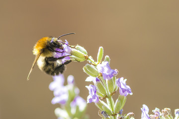 Hummel auf Lavendelblüten