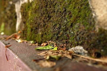Green and dry yellow autumn leaves on a background of red brick wall with moss.