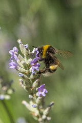 Hummel auf Lavendelblüten