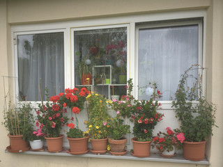 flowers on the window