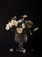 chamomile in a glass vase on a black background
