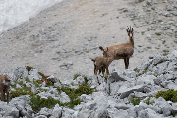 Obraz premium wild chamois in the rocks under grosser priel