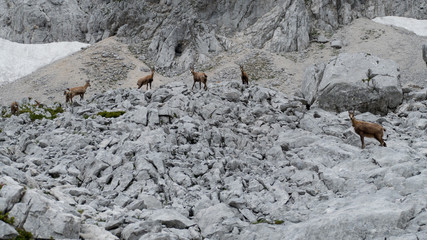 wild chamois in the rocks under grosser priel