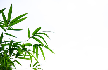 bamboo leaves on White background,Copy space.