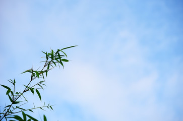 bamboo leaves on sky background,Copy space.