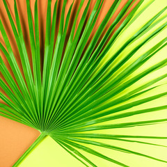 Fototapeta premium Tropical palm leaf with colorful background.