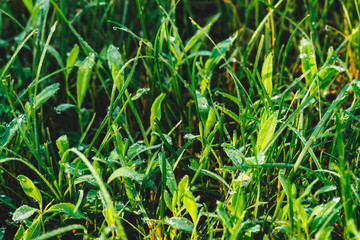 Beautiful vivid shiny green grass with dew drops close-up with copy space. Pure, pleasant, nice greenery with rain drops in sunlight in macro. Background from green textured plants in rain weather.