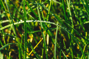 Beautiful vivid shiny green grass with dew drops close-up with copy space. Pure, pleasant, nice greenery with rain drops in sunlight in macro. Background from green textured plants in rain weather.
