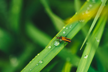 Small beetle Cerambycidae on vivid shiny green grass with dew drops close-up with copy space. Pure, pleasant, nice greenery with rain drops in sunlight in macro. Green plants in rain weather.