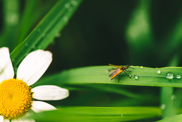 Small beetle Cerambycidae on shiny green grass with dew drops near daisy close-up with copy space. Pure, pleasant, nice greenery with rain drops in sunlight in macro. Green plants in rain weather.