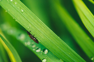 Small beetle Cerambycidae on vivid shiny green grass with dew drops close-up with copy space. Pure,...