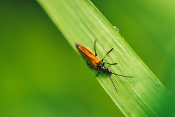 Small beetle Cerambycidae on vivid shiny green grass with dew drops close-up with copy space. Pure, pleasant, nice greenery with rain drops in sunlight in macro. Green plants in rain weather.