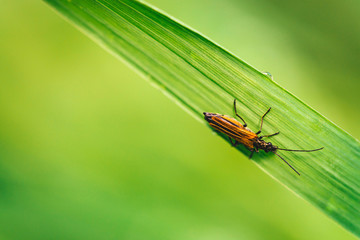 Small beetle Cerambycidae on vivid shiny green grass with dew drops close-up with copy space. Pure, pleasant, nice greenery with rain drops in sunlight in macro. Green plants in rain weather.