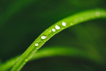 Beautiful vivid shiny green grass with dew drops close-up with copy space. Pure, pleasant, nice greenery with rain drops in sunlight in macro. Background from green textured plants in rain weather.