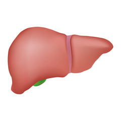Human liver anatomy.