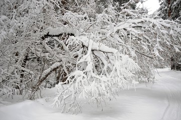 snow