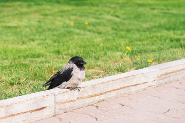 Black crow relax on border near gray sidewalk on background of green grass with copy space. Raven on pavement. Wild bird on asphalt. Predatory animal of city fauna. Plumage of bird is close up.