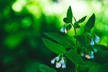 Blue flowers of comfrey with rich green leaves grow on bokeh background with copy space. Small bellflowers in macro. Beautiful plant close up.
